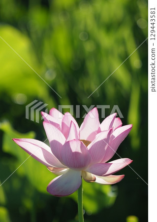 Single pink lotus flower 129443581