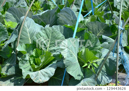 Vegetable farmers continue to work hard despite the weather Vegetable farmers continue to work hard despite the weather 129443626