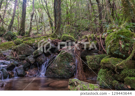Yakushima National Park: Japan's most beautiful moss-covered stream (winter) 129443644