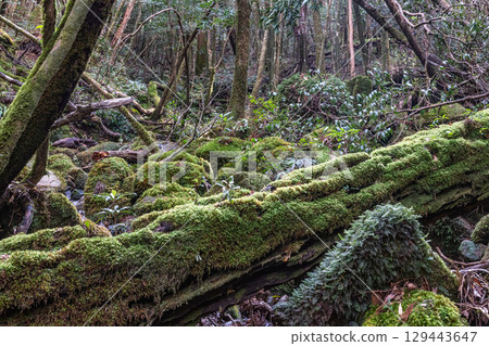 屋久島國立公園：日本最美的青苔溪流（冬季） 129443647
