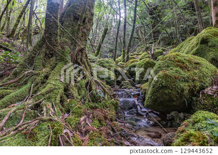 Yakushima National Park: Japan's most beautiful moss-covered stream (winter) 129443652