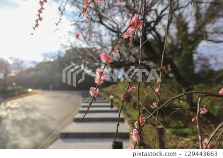 Maizuru Park's plum 129443663