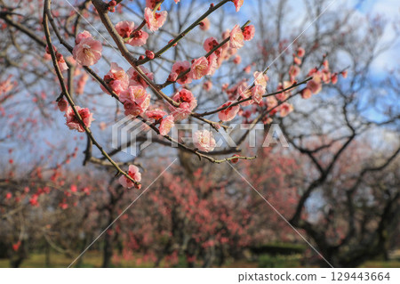 Maizuru Park's plum 129443664