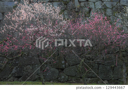 Maizuru Park's plum Maizuru Park's plum 129443667