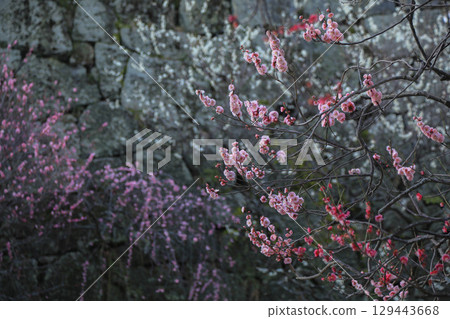 Maizuru Park's plum 129443668