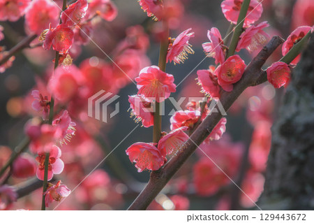 Maizuru Park的梅花 129443672