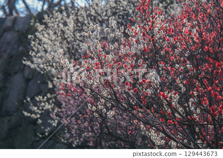 Maizuru Park的梅花 129443673