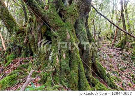 Yakushima National Park: Japan's most beautiful moss forest (winter) 129443697