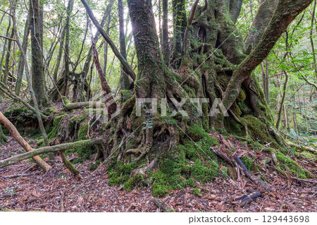 Yakushima Offshore Alps Forest (January) A god-inspired forest with beautiful moss 129443698