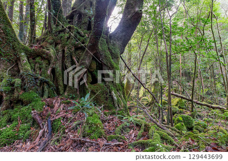 Yakushima Offshore Alps Forest (January) A god-inspired forest with beautiful moss 129443699