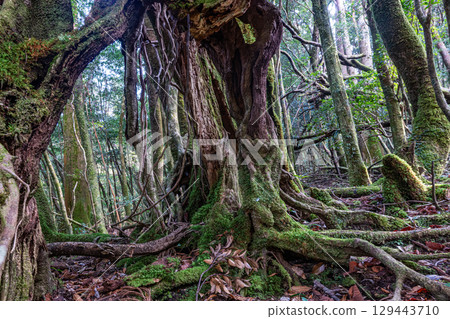 Yakushima National Park: Japan's most beautiful moss-covered giant tree (winter) 129443710