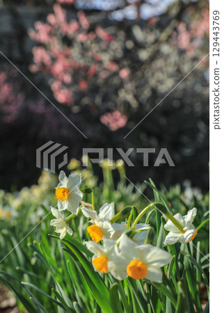Narcissus and plum Narcissus and plum 129443769