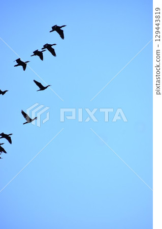 Background material of a flock of waterfowl flying in the sky Background material of a flock of waterfowl flying in the sky 129443819