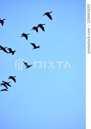 Background material of a flock of waterfowl flying in the sky Background material of a flock of waterfowl flying in the sky 129443820