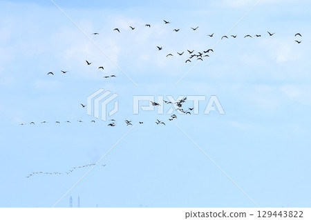 在天空中飛翔的一群水鳥的背景材料 129443822