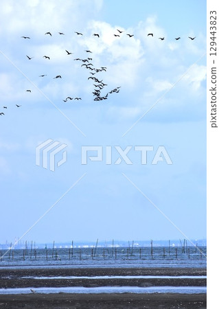 Background material of a flock of waterfowl flying in the sky 129443823