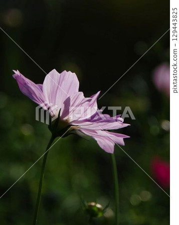 white cosmos flowers in autumn white cosmos flowers in autumn 129443825