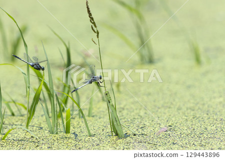 鹽卡拉通博 129443896