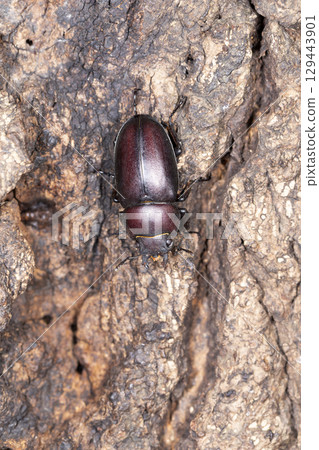 Saw toothbrush 129443901