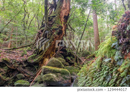 Yakushima Offshore Alps Forest (January) A god-inspired forest with beautiful moss 129444017