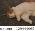 Cat to take a nap 129444065