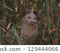 A cat peeking out from behind the grass 129444066