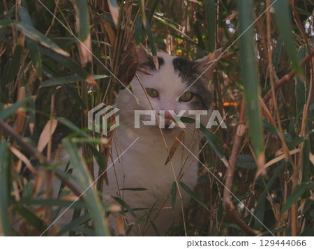 A cat peeking out from behind the grass 129444066