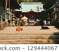 Cat guarding the shrine 129444067