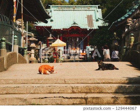Cat guarding the shrine Cat guarding the shrine 129444067