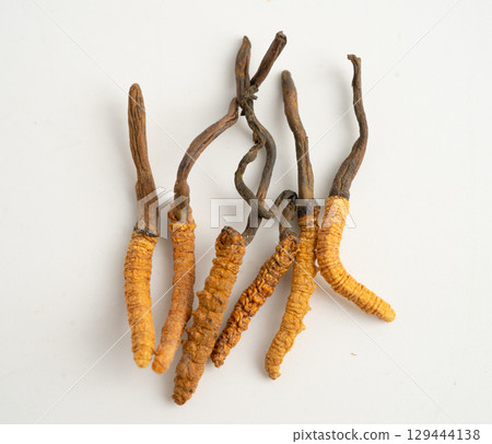 Cordyceps sinensis or Ophiocordyceps sinensis isolated on white background, mushroom herb treatment medicine. 129444138