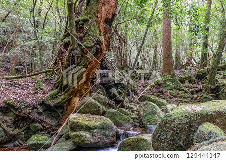 Yakushima National Park: Japan's most beautiful moss forests and valleys (winter) Yakushima National Park: Japan's most beautiful moss forests and valleys (winter) 129444147