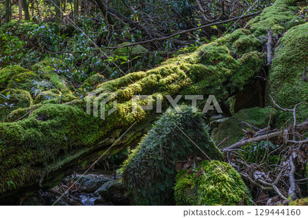 屋久島國立公園:陽光透過樹木和神靈居住的溪流(冬季) 屋久島國立公園:陽光透過樹木和神靈居住的溪流(冬季) 129444160