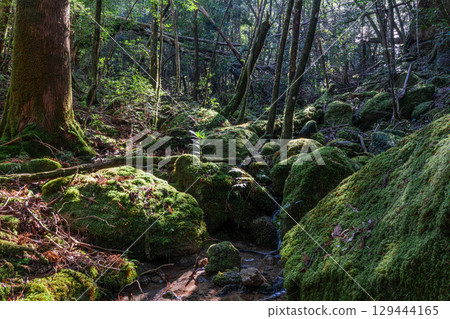 Yakushima National Park: Sunlight filtering through the trees and a stream where gods reside (winter) 129444165