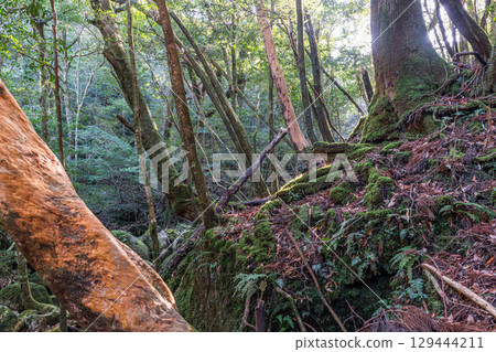 Yakushima National Park: Sunlight filtering through the trees and Himeshara (winter) 129444211