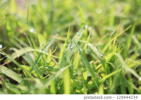 晨露 晨露 129444234