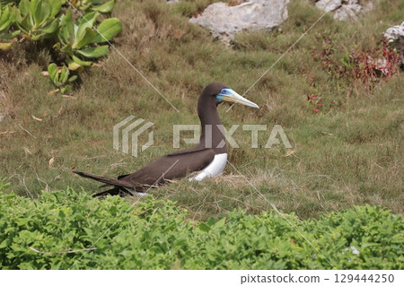 Male booby incubating eggs Male booby incubating eggs 129444250