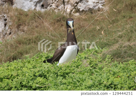 一隻雄性鰹鳥正在築巢 129444251