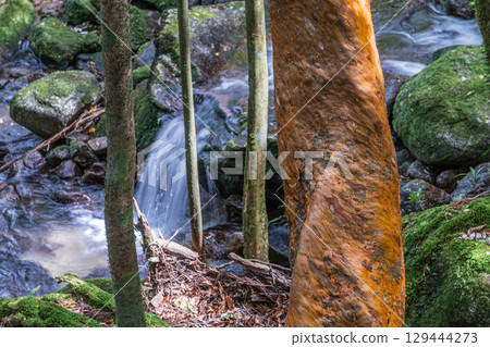屋久島近海高山森林（5月）：巨大的姬松樹和神靈棲息的山谷 129444273