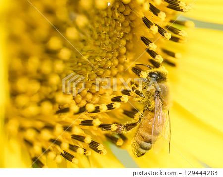 Bees collecting sunflower nectar 129444283