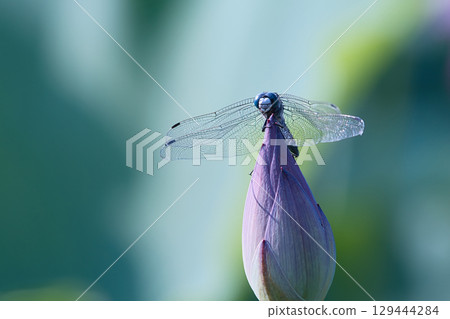 A dragonfly that stops at the lotus bud 129444284