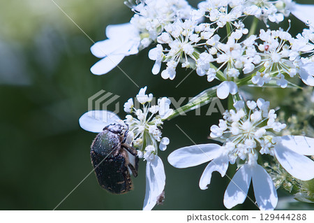 A green flower chafer resting on an Orleans flower 129444288