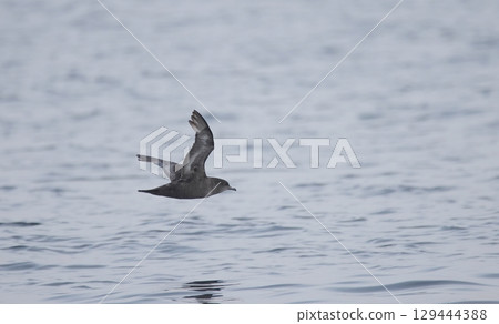 Short-tailed Shearwater flying over the sea Short-tailed Shearwater flying over the sea 129444388