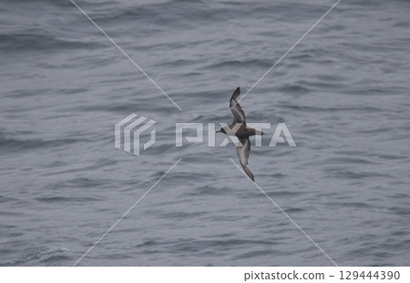 Sooty Shearwater flying over the sea Sooty Shearwater flying over the sea 129444390