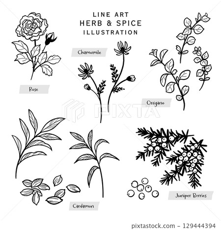 Kitchen herbs and spices line drawing illustration-3 129444394