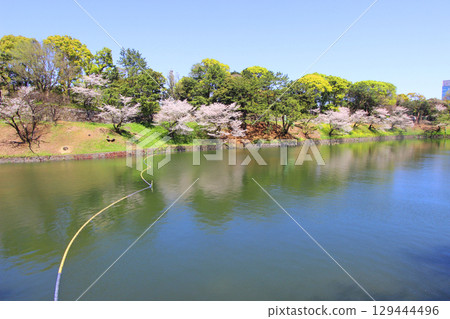 Cherry blossoms at Chidorigafuchi Cherry blossoms at Chidorigafuchi 129444496