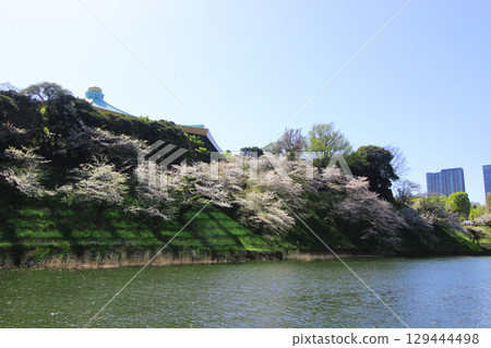 Cherry blossoms of Ushikauchi Cherry blossoms of Ushikauchi 129444498