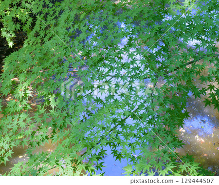 Fresh green maple leaves in summer and a pond in the background 129444507