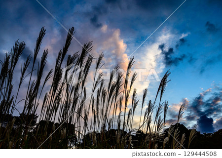 Autumn silver grass and the evening sky 129444508