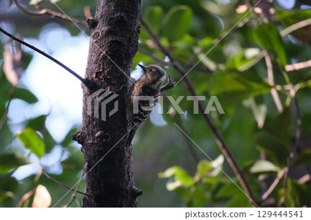 The cute striped Japanese pygmy woodpecker is the smallest woodpecker in Japan The cute striped Japanese pygmy woodpecker is the smallest woodpecker in Japan 129444541