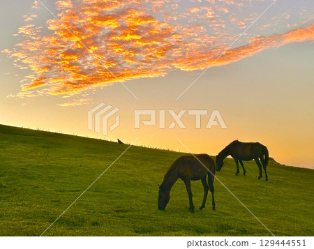 托伊角野馬 129444551